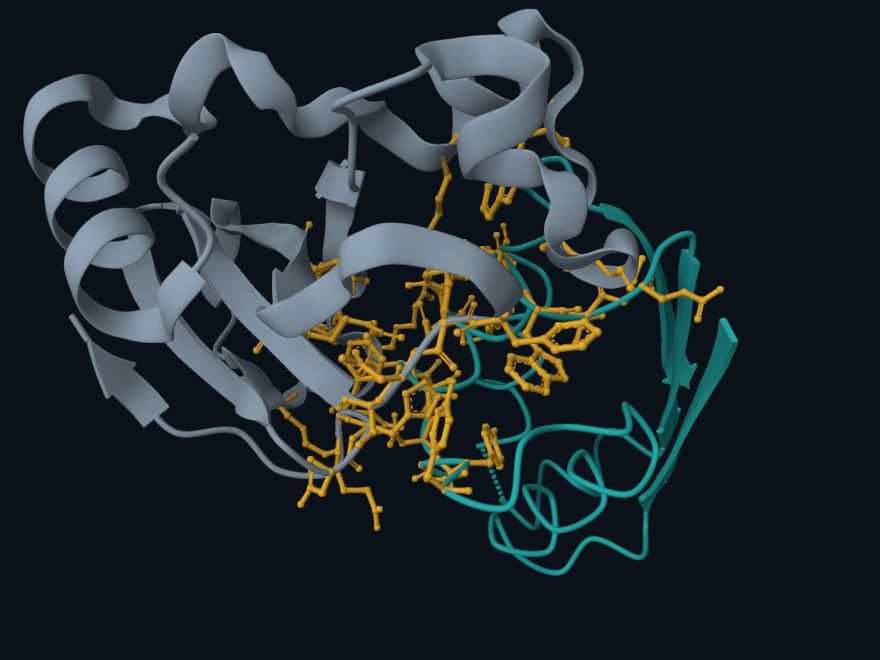 The barnase protein shown as a grey ribbon and its natural inhibitor barstar as a teal ribbon; residues where the two chains come within 4.5 ångström are marked in yellow stick representation.